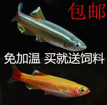 White cloud gold silk good-raised cold water fish freshwater fish ornamental fish lantern fish is not heated in winter