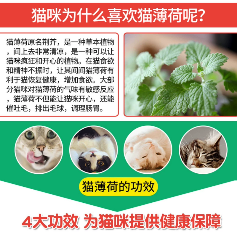 Tự nhiên catnip mèo ăn nhẹ mèo cỏ để bóng tóc bài tiết tóc bóng điều hòa dạ dày tăng cường miễn dịch 12g - Cat / Dog Medical Supplies