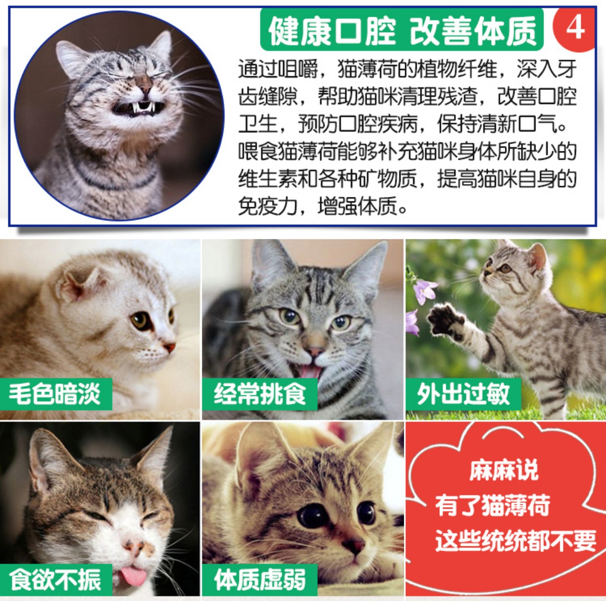 Tự nhiên catnip mèo ăn nhẹ mèo cỏ để bóng tóc bài tiết tóc bóng điều hòa dạ dày tăng cường miễn dịch 12g - Cat / Dog Medical Supplies thiết bị y tế thú y