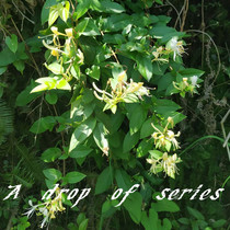 Wild fresh honeysuckle flowers in the mountains Each year at the end 4 the year flower fever and detoxifying town set to relieve the babys available