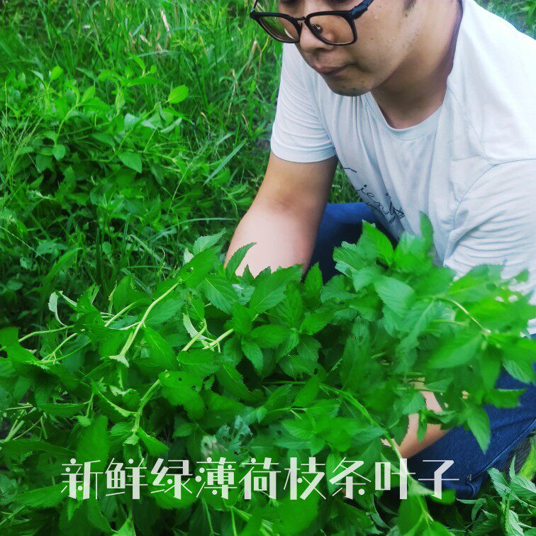 Fresh green mint branch leaves grow year round to extract green mint essential oil pure dew material