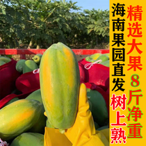 Papaya fresh Hainan Sanya tree cooked red papaya milk 8kg packed selection of rock sugar heart Green Papaya