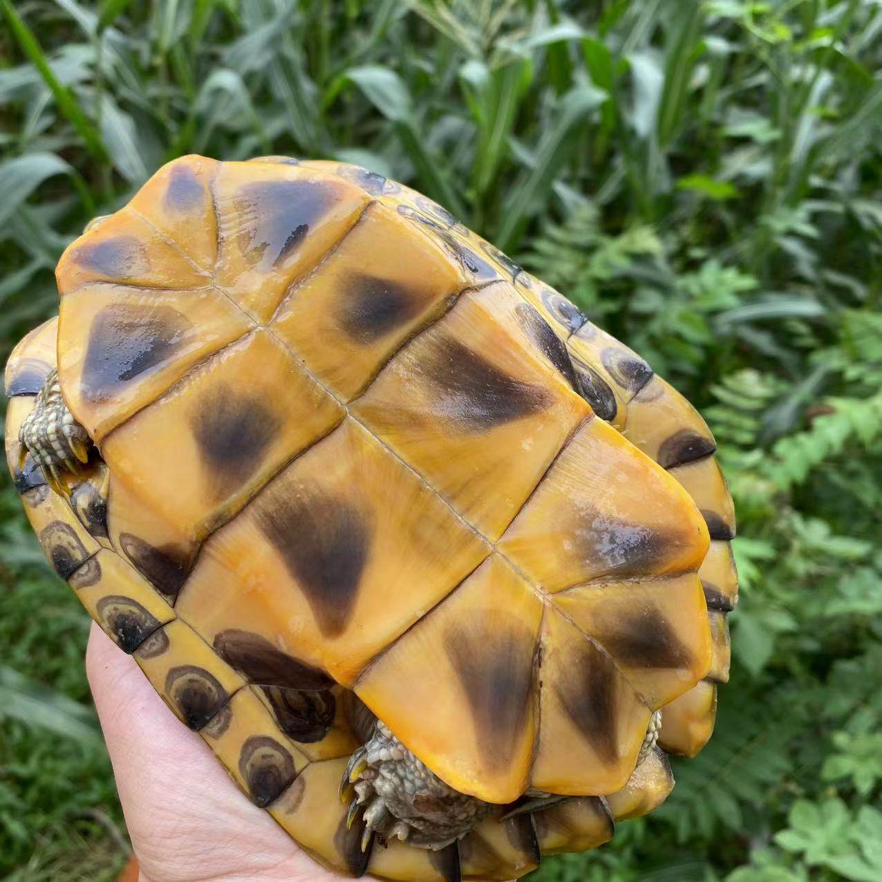大巴西龟 红耳龟 包活包邮 送你一份温馨陪伴 🐢-龟-淘宝好物网