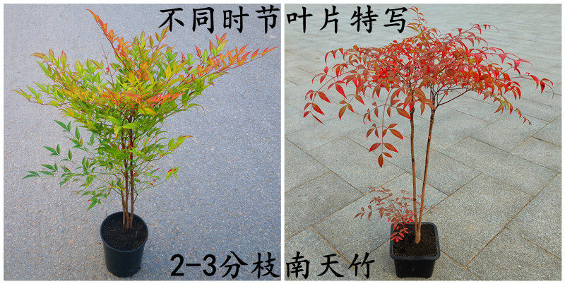 南天竹盆栽红天竺大花树苗水培火焰老桩盆景结果植物果叶植物耐寒-阿里巴巴