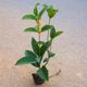 Four seasons osmanthus saplings potted solid native osmanthus Japanese osmanthus laurel Tianxiang Taiwan pavilion flower Buddha top beaded bonsai