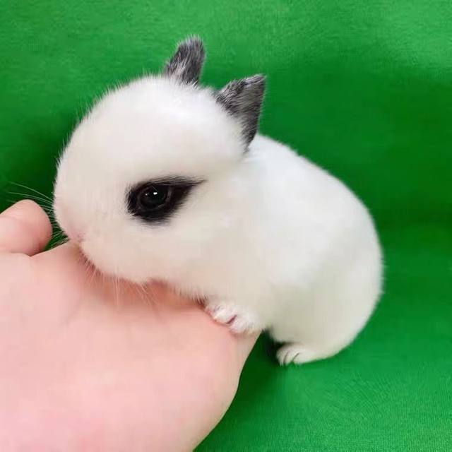 Mini dwarf rabbit children's feeding live animal phoenix eye small teacup does not grow big pet dormitory lop ear rabbit living body