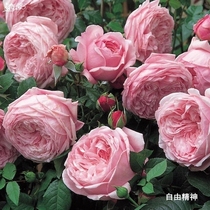 Free Spirit Cream Dragon Sand Jewel Vine baby Fujii Wagyu Climbing the vine-moon Ji Heyang Tolerant Sunburn