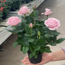 Rose Blossom Tree Fry All Season Easy Living Moon Season Flowering Potted Plant With Flower Buds Indoor Patio balcony Plane cultivation Miao Good to raise