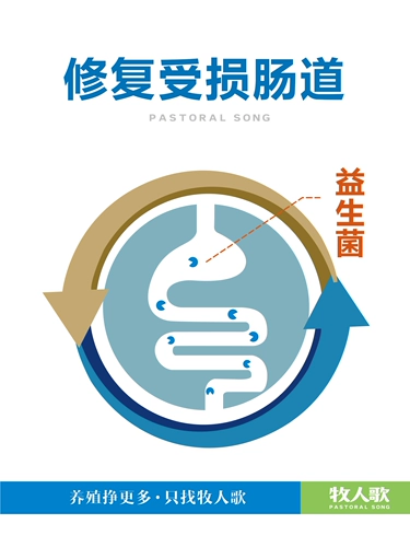 Пробиотики кишечника с хорошим кишечником, скотом, укрытием, курицей, уткой, птицеводством, разбавленными препаратами для регулирования придельи для желудочно -кишечного тракта.