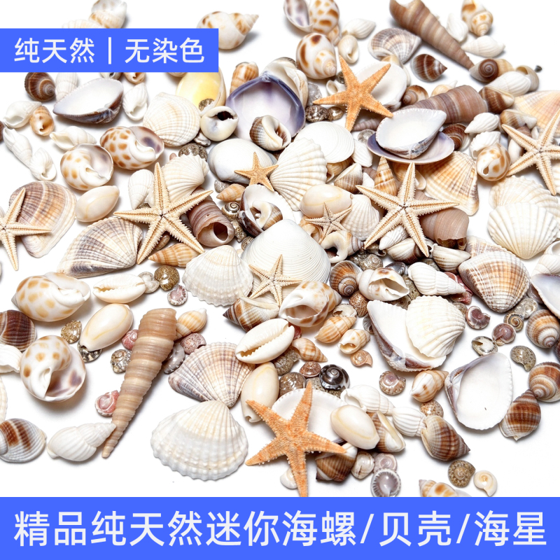 Natural Mini Shells, Small Conch Shells, Starfish, Photo Frames, Decorative Paintings, Wind Chimes, Resin Crafts, DIY Materials, Decorative Accessories Natural Mini Shells, Small Conch Shells, Starfish, Photo Frames, Decorative Paintings, Wind Chimes, Resin Crafts, DIY Materials, Decorative Accessories