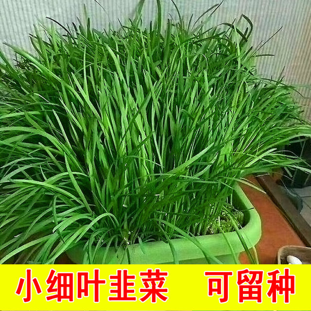 Small fine leaf leek seeds Shandong Shouguang farm green stem leek seeds four seasons spring autumn and winter vegetable seeds