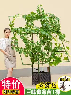 Grape climbing frame tube balcony courtyard climbing traction shelf slope adjustable climbing vine plant iron flower bracket