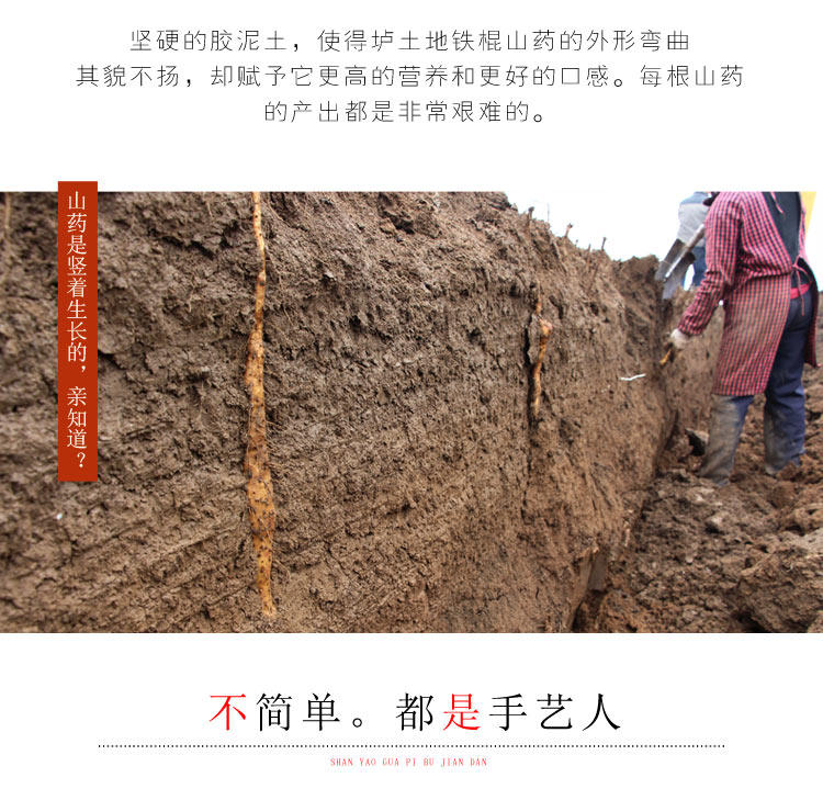 垆土地山药，铁棍山药，焦作山药批发插图(4)