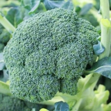 Семена брокколи, семена овощей, семена брокколи, цветная капуста, юго-западная цветная капуста, рассада овощей, рассада брокколи