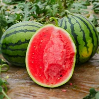 Shouhe Sweet King Seeds Seeds 200 капсул/сумки