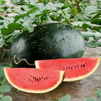 Черная красавица сажа