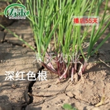 Семена пурпурного корня.