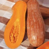 Семена семян тыквы с пчелой тыквой саея семя