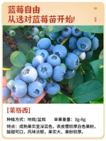 [Новые саженцы из тканевой культуры] Саженец черники в горшке Legacy 1 [Упакован в правильную версию, упакован для выживания] Благодаря почве и листьям он принесет плоды на второй год.