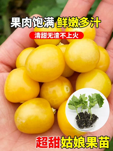 Сеянки для девушек из ревеня красные грибы семя семян семян семян семян семян семян