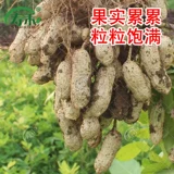 Высокоурожайные четыре красных семени арахиса, рассада, черно-красная кожица, арахис с черной кожурой, тонкая скорлупа, крупные зерна, свежие.