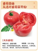 (Маленький овощный сад) 6 порошков саженцев томатов 6 деревьев