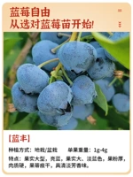 【Ланьфэн】 Саженцы черники 6-летние