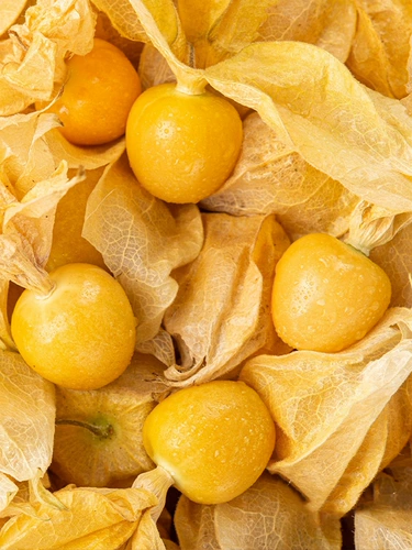 Сеянки для девушек из ревеня красные грибы семя семян семян семян семян семян семян