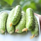 Нестандартное восхождение на землю маленькие саженцы для семян огурца сажан