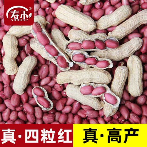 Высокоурожайные четыре красных семени арахиса, рассада, черно-красная кожица, арахис с черной кожурой, тонкая скорлупа, крупные зерна, свежие.