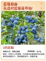 [Новые саженцы] 45 саженцы из фруктов черники 1 [версия -упаковка -упаковка в прямом эфире] Принесение почвы и листа, второй год