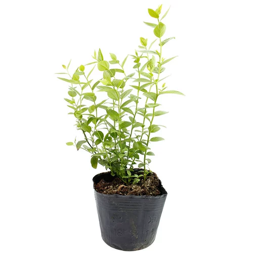 Саженцы черники l29, саженцы плодовых деревьев черники, растения в горшках со мхом, посаженные на юге, семена, посаженные на севере, саженцы f6, очень большие саженцы