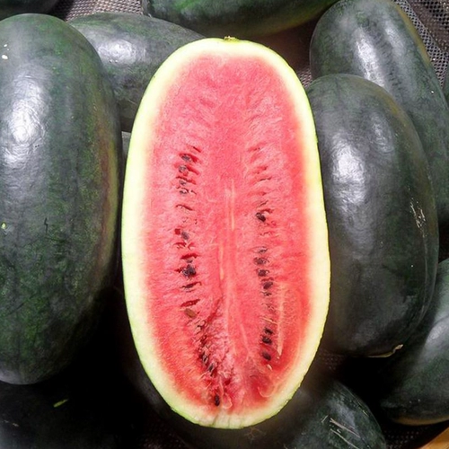 Черная кожа Черная красота саженя семян семян семян