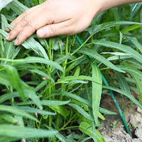 (Овощный сад) 5 вращающихся овощных саженцев