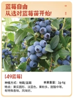 [Групповые разведения новых саженцев] 49 саженцы из черники фрукты 1 [версия лептя, пакет в прямом эфире] Принесение почвы и листа, второй год