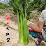 Семена сельдерея Four Seasons, Саженцы сельдерея, Корневая рассада, Рассада овощей, Корневая рассада сельдерея оптом