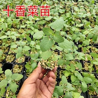 Десять кориандра Miao 9 деревьев