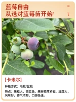 [Новые саженцы тканевой культуры] Саженец черники в горшке Камиллы 1 [Упакован в правильную версию, упакован для выживания] С почвой и листьями он принесет плоды на второй год.