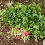 老品种冬季大叶香菜种子种籽根苗芫荽菜苗蔬菜孑菜籽籽种秋冬四季