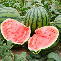 *8424 Семена арбуза 10 капсул/мешки