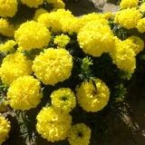 Южная Африка Wanshou chrysanthemum Семена четыре сезона Элеи