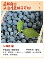 [Новые саженцы] L10 Bluggerbery 1 Top 1 [Pack Dive Edition, оберните жизнь] Принесение почвы и листа, в результате второго года