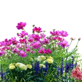 Семена комбинации полевых цветов, ползания цветов, цветов, семян, семян, одиночных семян, цветение круглый год
