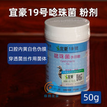 Lihao 19 Dove Drug Candida Pigeon Dove With Powder Bird Mouth Yellow Two-day Net Respiratory Tract Pigeon Medicine Big Total Common Disease