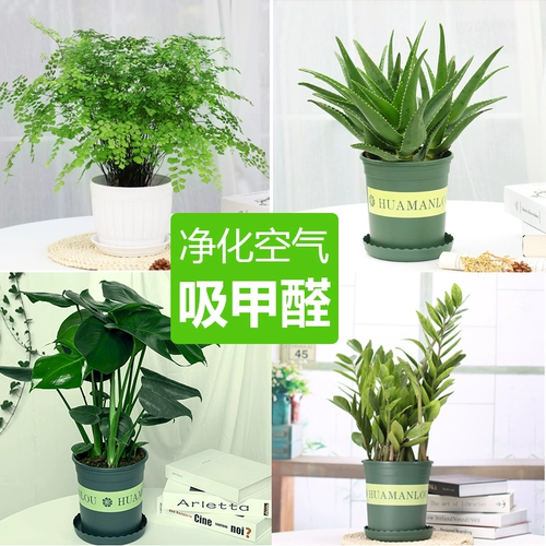 Зеленая посадка горшечные растения, украшенные формальдегидом, поглощающими формальдегидные растения в новой комнате.