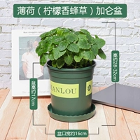 Мята лимона (лимонные циклы) Галлоновый бассейн (дать садоводство с тремя наборами+удобрения)