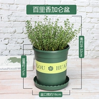 БАБОЛУН КУРН БАССИН БОЛЬШОЙ бассейн (три куска садового искусства+удобрения)