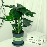 Черепаха бамбуковая звонок