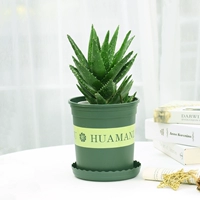 Алоэ вераколон горшок в ночном городе