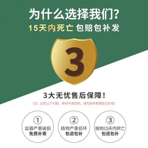 Большой картофель с мятой может быть большой горшок с катальной бакиной, абонизируя комары